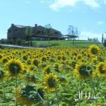 Vorschaubild	Relais del Colle - Landhotel